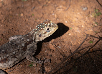 Agama Lizard in Easterb Afica