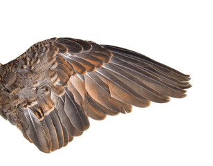Wing bird isolated on white background