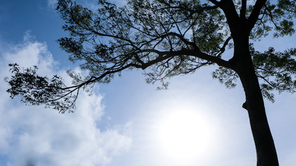 Silhouette Tree with bright sunshine