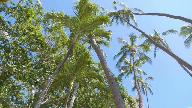 Spinning under palm trees in 4k slow motion 60fps