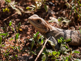 Agama Lizard in Easterb Afica