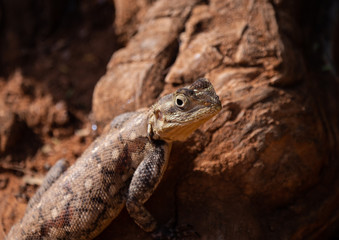 Agama Lizard in Easterb Afica
