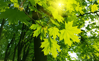 Beautiful spring leaves of maple tree and sunlight