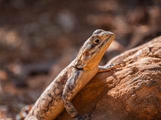 Agama Lizard in Easterb Afica