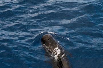 Obraz premium A short-finned pilot whale (Globicephala macrorhynchus), a cetacean part of the oceanic dolphin family, swimming in coastal waters southwest of Tenerife, Canary Islands, Spain