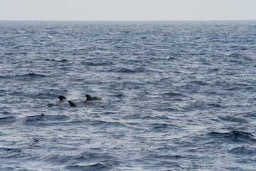Obraz premium Three short-finned pilot whale (Globicephala macrorhynchus), a cetacean part of the oceanic dolphin family, swimming in coastal waters southwest of Tenerife, Canary Islands, Spain