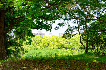 初夏の舞鶴公園【福岡県】