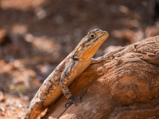Agama Lizard in Easterb Afica