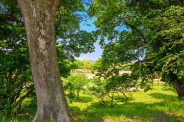 初夏の舞鶴公園【福岡県】