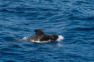 A short-finned pilot whale (Globicephala macrorhynchus), a cetacean part of the oceanic dolphin family, swimming in coastal waters southwest of Tenerife, Canary Islands, Spain