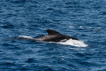 A short-finned pilot whale (Globicephala macrorhynchus), a cetacean part of the oceanic dolphin family, swimming in coastal waters southwest of Tenerife, Canary Islands, Spain