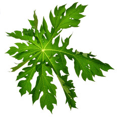 Papaya leaves isolated on a white background