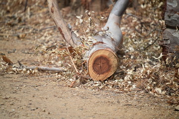tronco de arbol