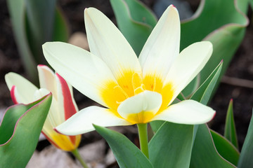 flower white Botanical Tulip