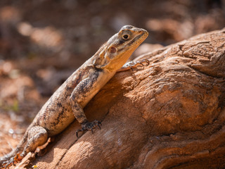 Agama Lizard in Easterb Afica