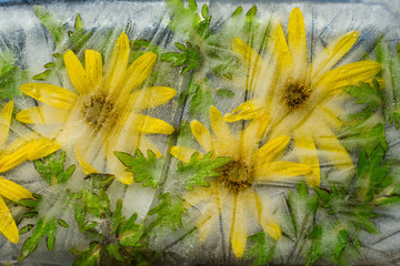 Background of camomile, inula flower and Coleus leaves frozen in ice