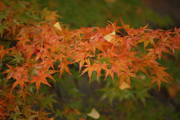 紅葉