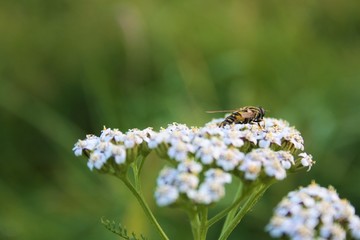 weiße Blume mit Insekt