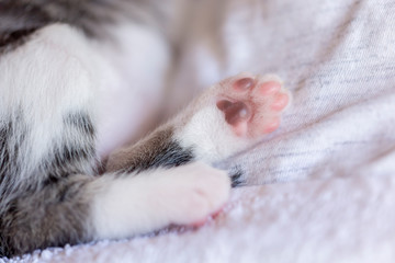 Fototapeta na wymiar Baby cat paws