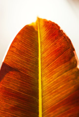 Red Tropical Leaf