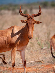 Red Hartebeest in the Tsavo Conservation Area, Kenya