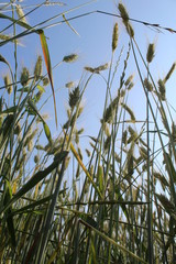 Fototapeta premium Campo di grano in primavera - campagna