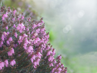 Spring heath (Erica carnea), in bloom with the morning dew