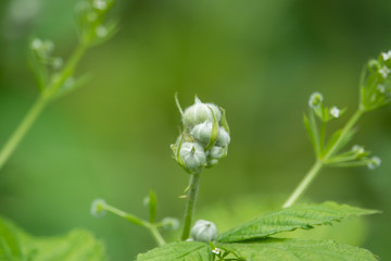 Blackberry Flower Buds in Springtime