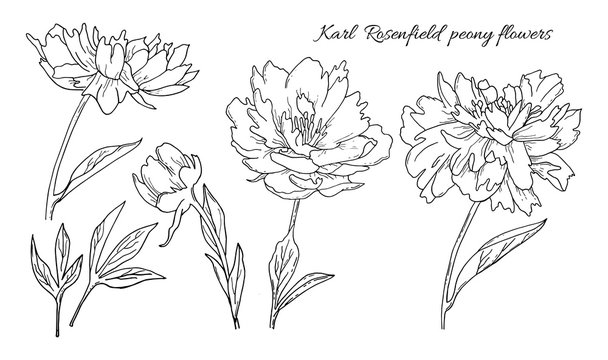 Detailed hand drawn flowers set - blooming peonies, leaves and flower buds