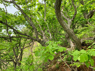 Obraz premium Russia, Vladivostok. Oak forest on the island of Shkot in summer. Quercus mongolica