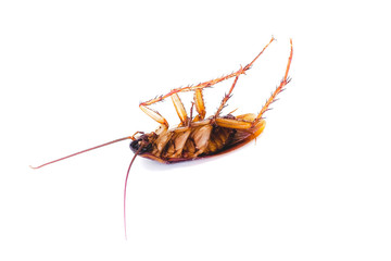 cockroach isolated on white background