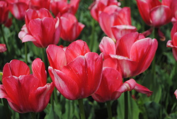 red tulips in the garden