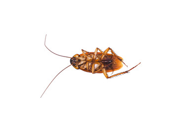 cockroach isolated on white background