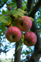 Three red apples still on the tree