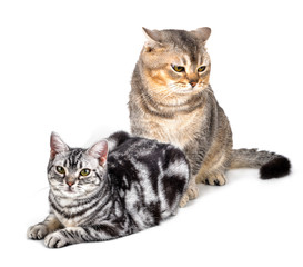 Obraz premium American Shorthair cat isolated on white