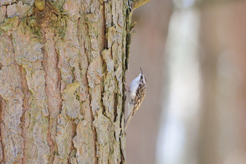 Tree creeper in forest