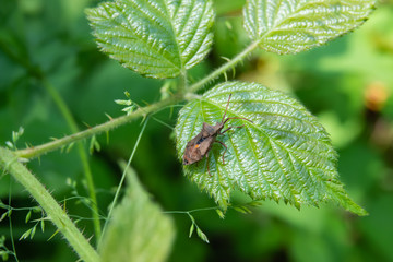 Dock Bug on Leaf in Springtime