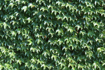 Parete di foglie - primavera