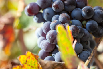 Grape plantation in the state of Mendoza, Argentina