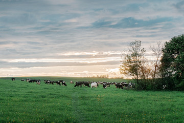 cows graze on the field. summer landscape at sunset.