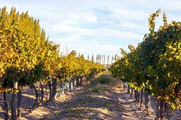 Grape plantation in the state of Mendoza, Argentina