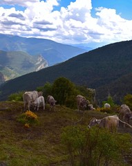 Naklejka premium Cows in alpage in Spain