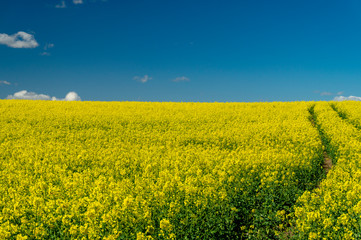 Flowering field of bright yellow rapeseed or colza