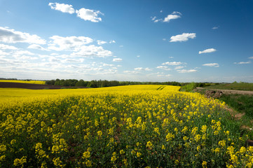 Fototapeta premium Flowering field of bright yellow rapeseed or colza