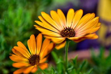 Orange flowers in the wild in a farm