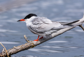 common tern