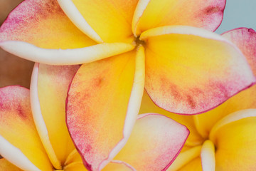 Frangipani flower on white background © sittipol