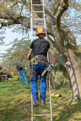 Arborist or Tree Surgeon with a chainsaw and safety ropes climbing a ladder.