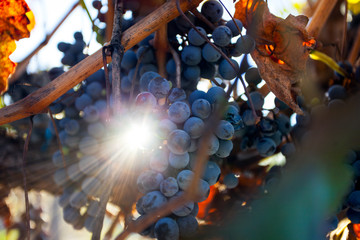 Grape plantation in the state of Mendoza, Argentina