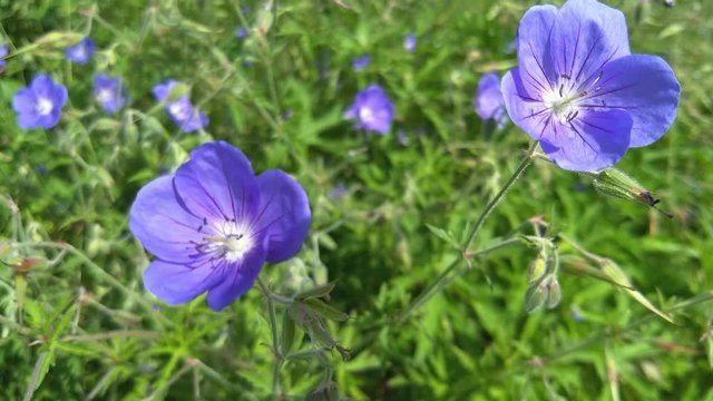 A beautiful purple flowering plant.